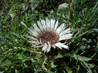 Silberdistel