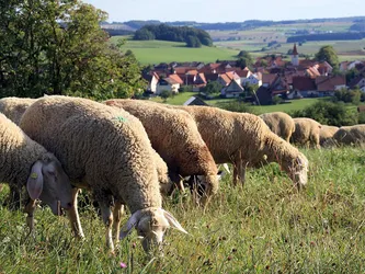 Schafherde bei Donnstetten